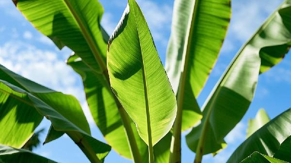 芭蕉是上火还是清火的 芭蕉性温还是性寒