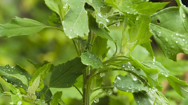 白米蒿的药用价值 米米蒿是茵陈吗
