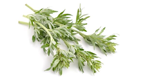 艾叶菊花做枕头有什么功效