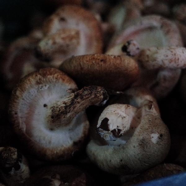 怎么区分野生蘑菇有没有毒