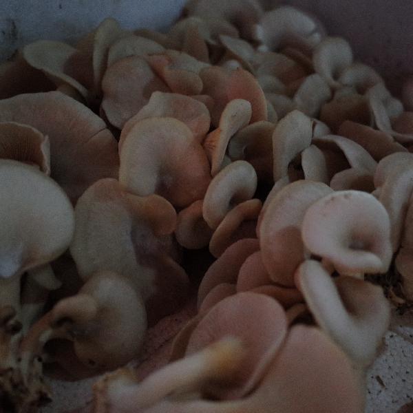 咸蘑菇有异味怎么处理