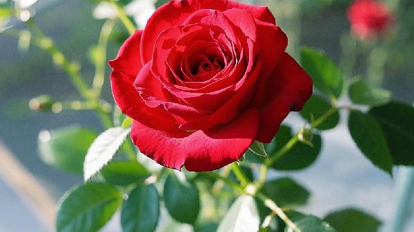 玫瑰糠疹半年了还在长怎么回事，怎么办