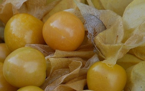 白芨粉可以治炎症性肠病吗