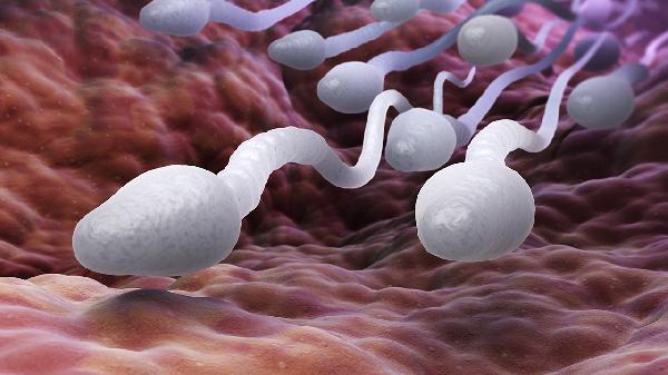 精子活动力低怎么办 4方法提高精子活动力