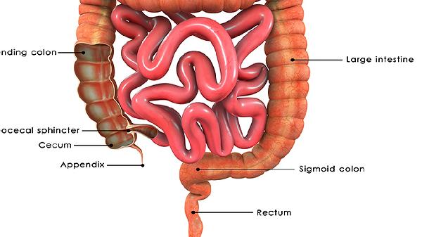 兩歲寶寶腸套疊嚴(yán)重嗎 兩歲寶寶腸套疊的危害揭曉