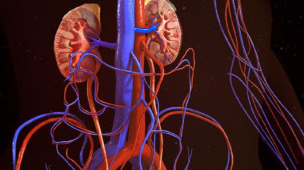 人体免疫缺陷病毒抗体阴性什么意思