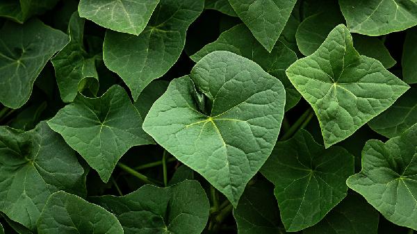 红薯叶吃多了对身体有害吗