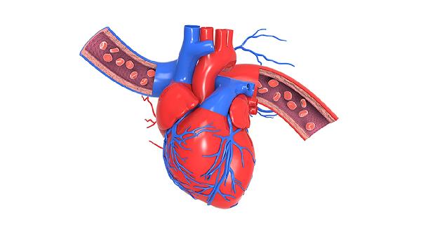 人体消耗能量最大的器官是什么