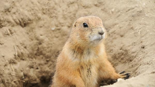 动物内脏怎么处理