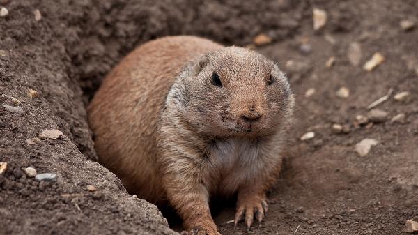 动物内脏如何烹饪