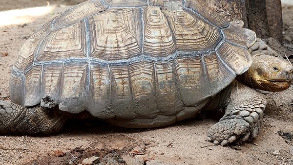 动物内脏如何烹饪