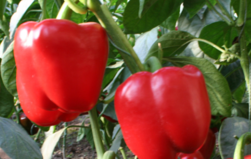 甜椒炒几分钟能熟