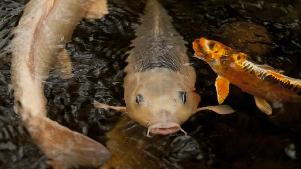杀鱼时苦胆破了怎样去除味道