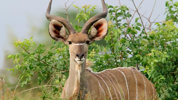 鹿角菜用开水焯吗