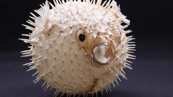 怎么样能迅速除掉车内鱼腥味