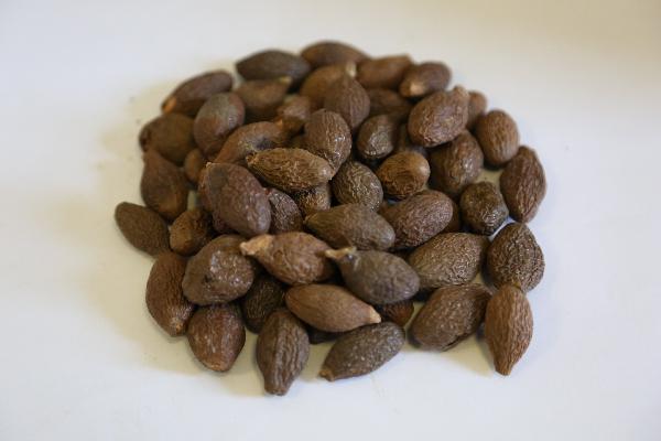 山白消食合剂不能与什么药物一起用