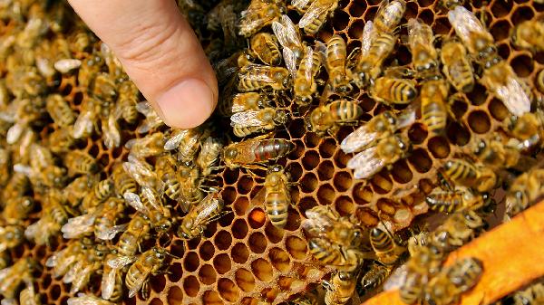 真假蜂巢蜜的鉴别方法有哪些
