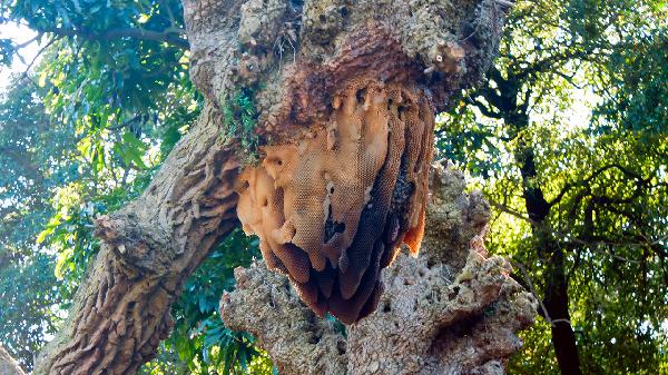真假蜂巢蜜的鉴别方法有哪些
