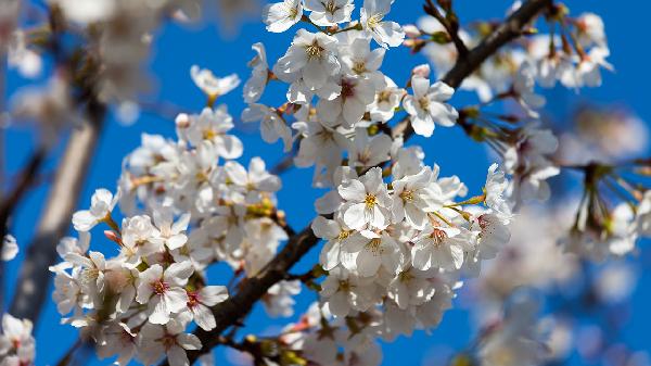 桃花芯木做菜板有什么缺点