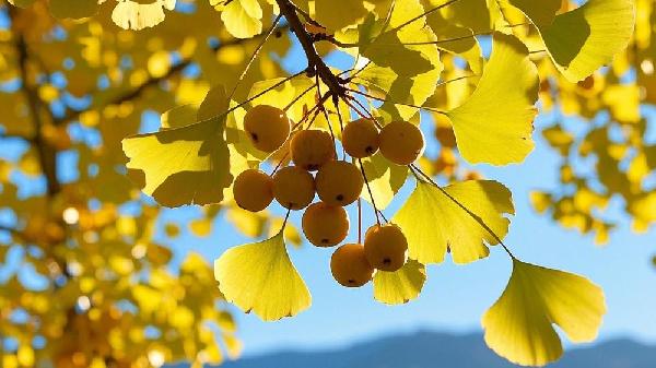 银杏木菜板发霉了还能用吗