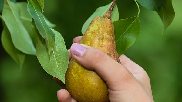 花梨木砧板怎么保养和清洗
