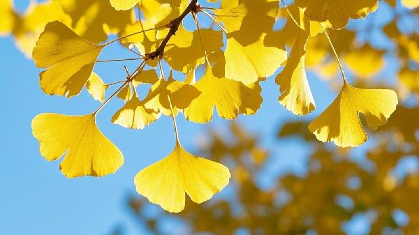 银杏木菜板的优缺点是什么