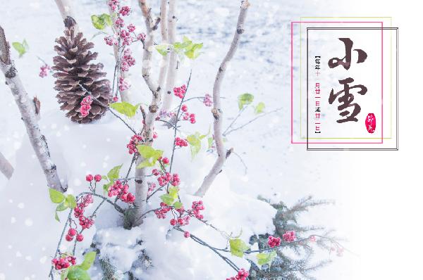 冬天5℃左右可以种香菜吗