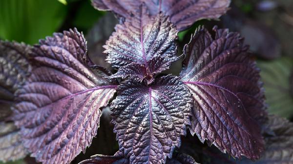 消除室内异味用什么植物好