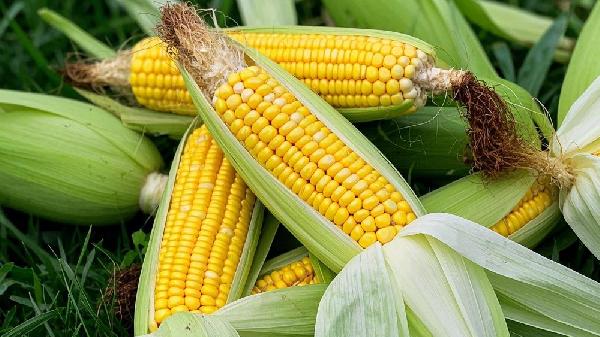 50亩水果玉米能收入多少钱