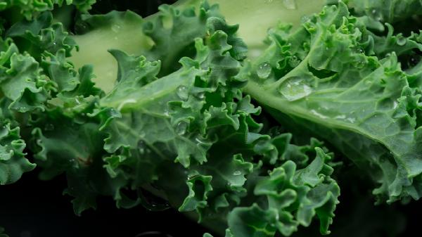 初冬四款润燥养肺食物有哪些呢