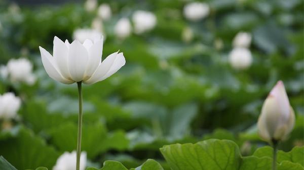 高段位白莲花女生特点