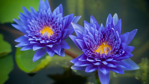 高段位白莲花女生特点