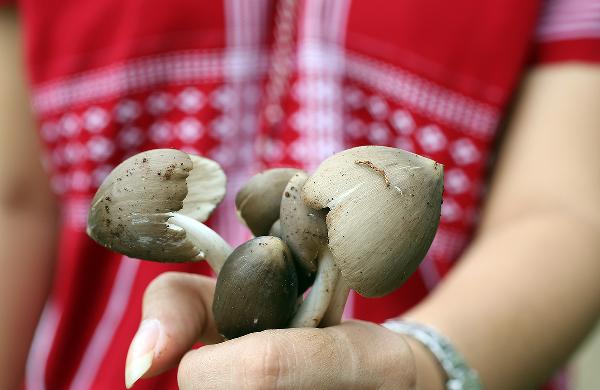 野生蘑菇怎么区分有没有毒