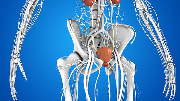 中年人补肾吃什么最好