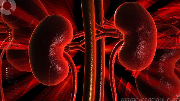 补肾吃腰子有用吗