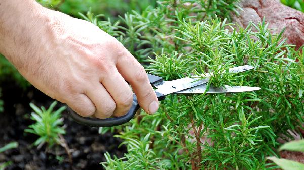 金钱树有毒吗 客厅无毒绿色植物