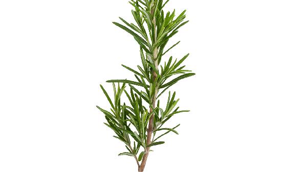 什么植物抗衰老最好