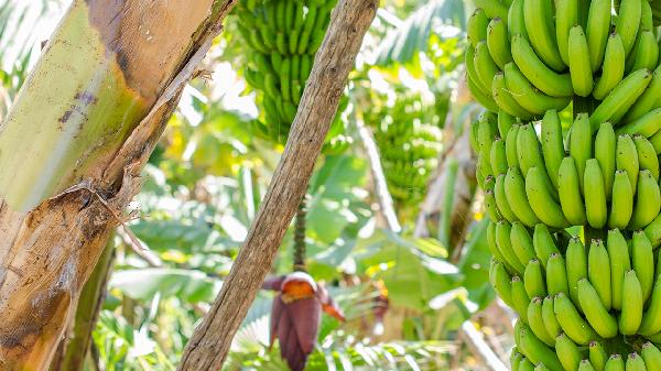 这三种食物要多吃