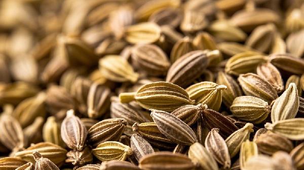小茴香包饺子用焯水吗