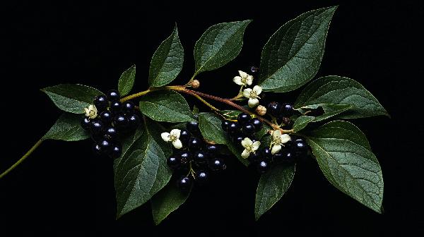 龙葵叶子可以当菜吃吗