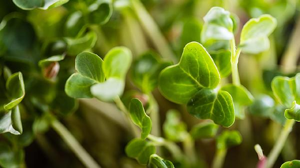 新鲜蔬菜可以冷冻保存吗