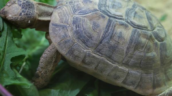 什么动物喜欢吃南瓜