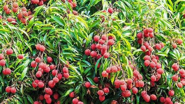 一肚子籽的是什么水果