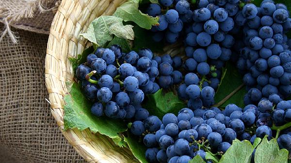 一肚子籽的是什么水果