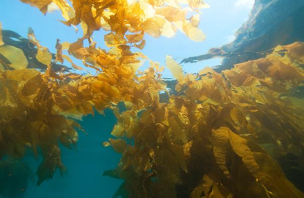 新鲜紫菜直接吃还是焯水