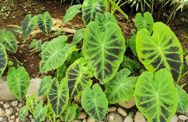 新鲜湿的紫菜怎么吃法