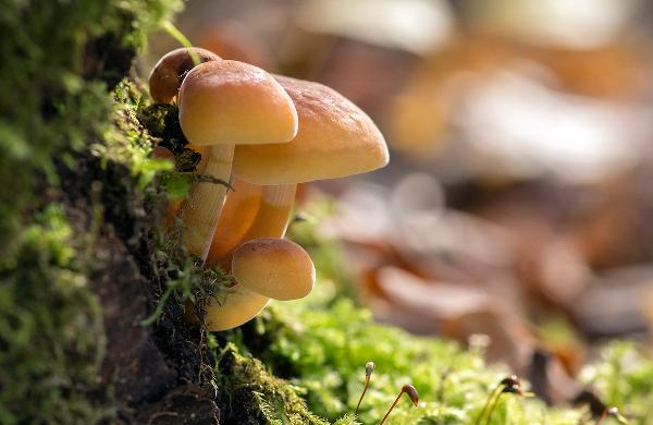 干紫菜保质期一般是多久