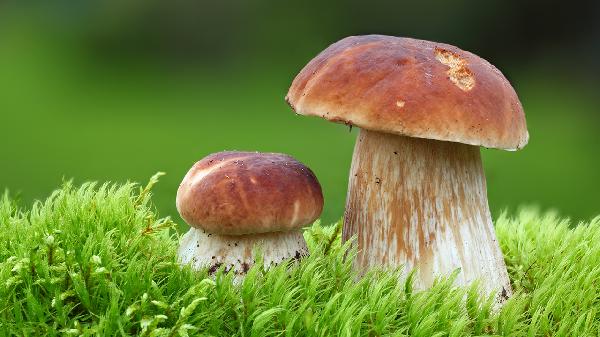 袋装蘑菇怎么做好吃