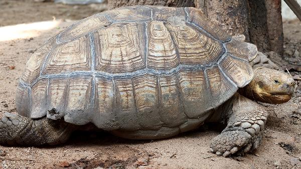 动物吃辣椒会不会感觉辣