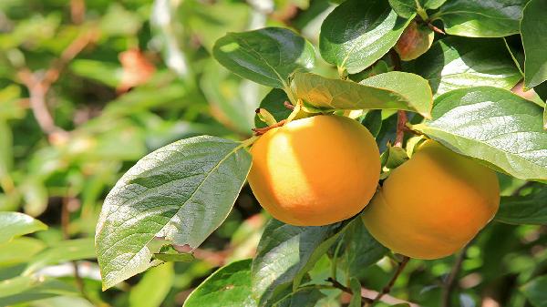 冷冻柿子怎么吃不涩
